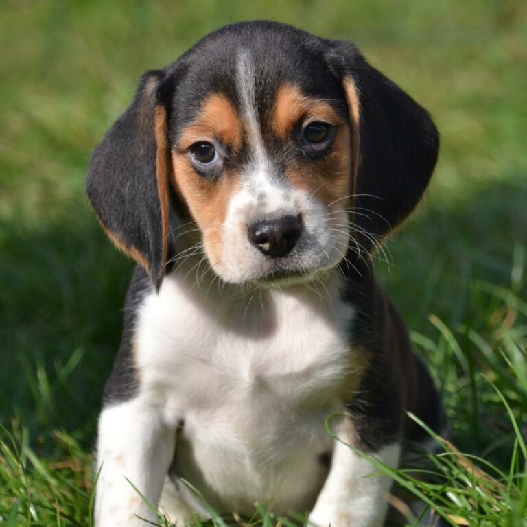 Chiots Beagle à vendre en Belgique - Border Collie - Bouledogue ...